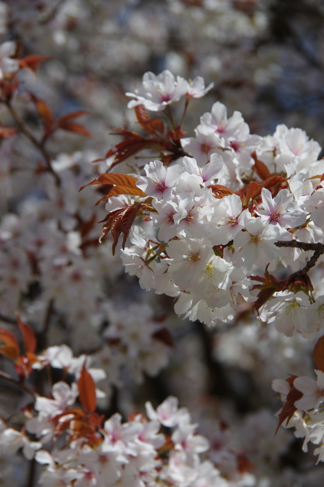 f:id:k10no3:20210331113725j:plain