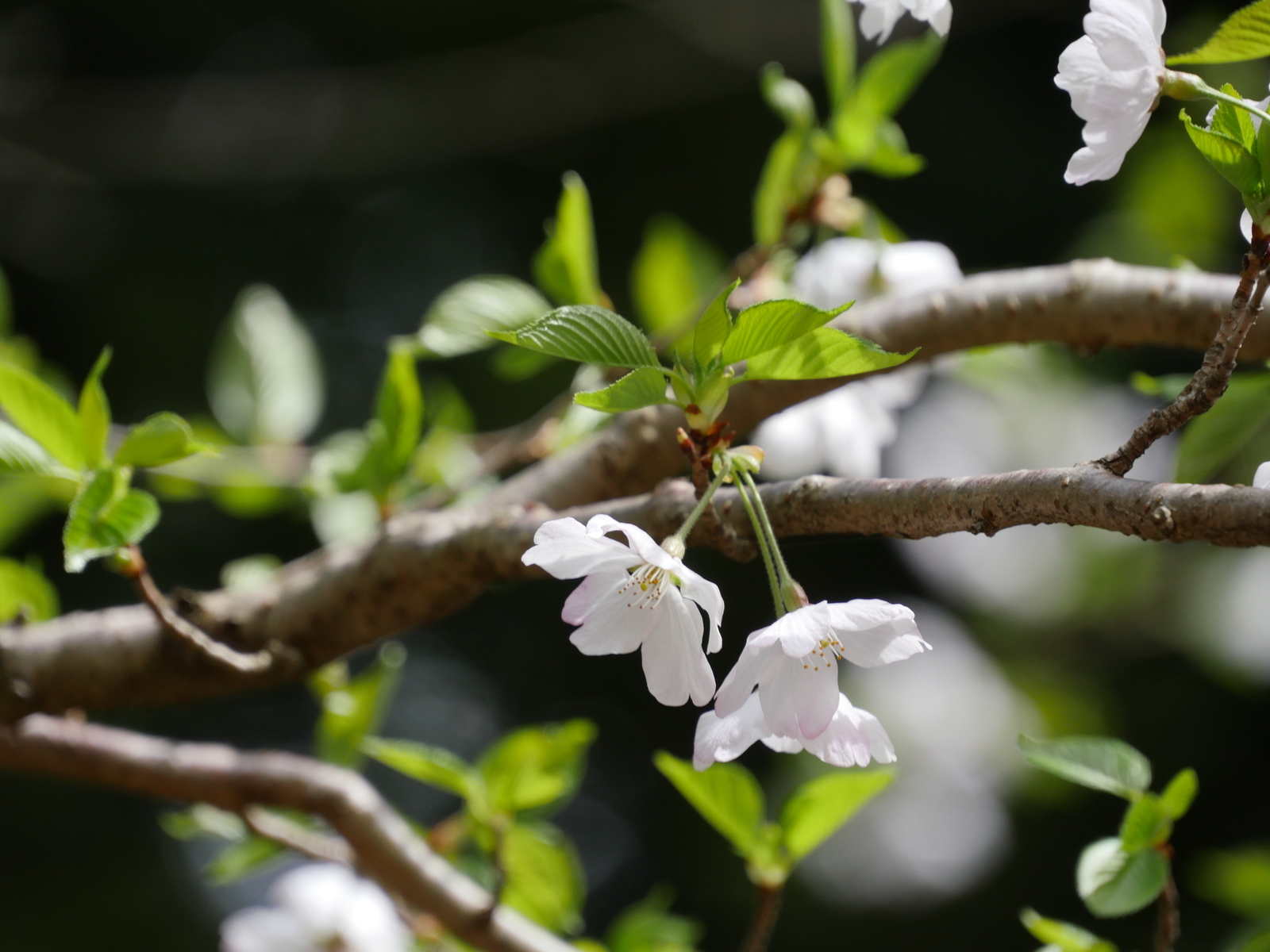 f:id:k10no3:20210403125938j:plain