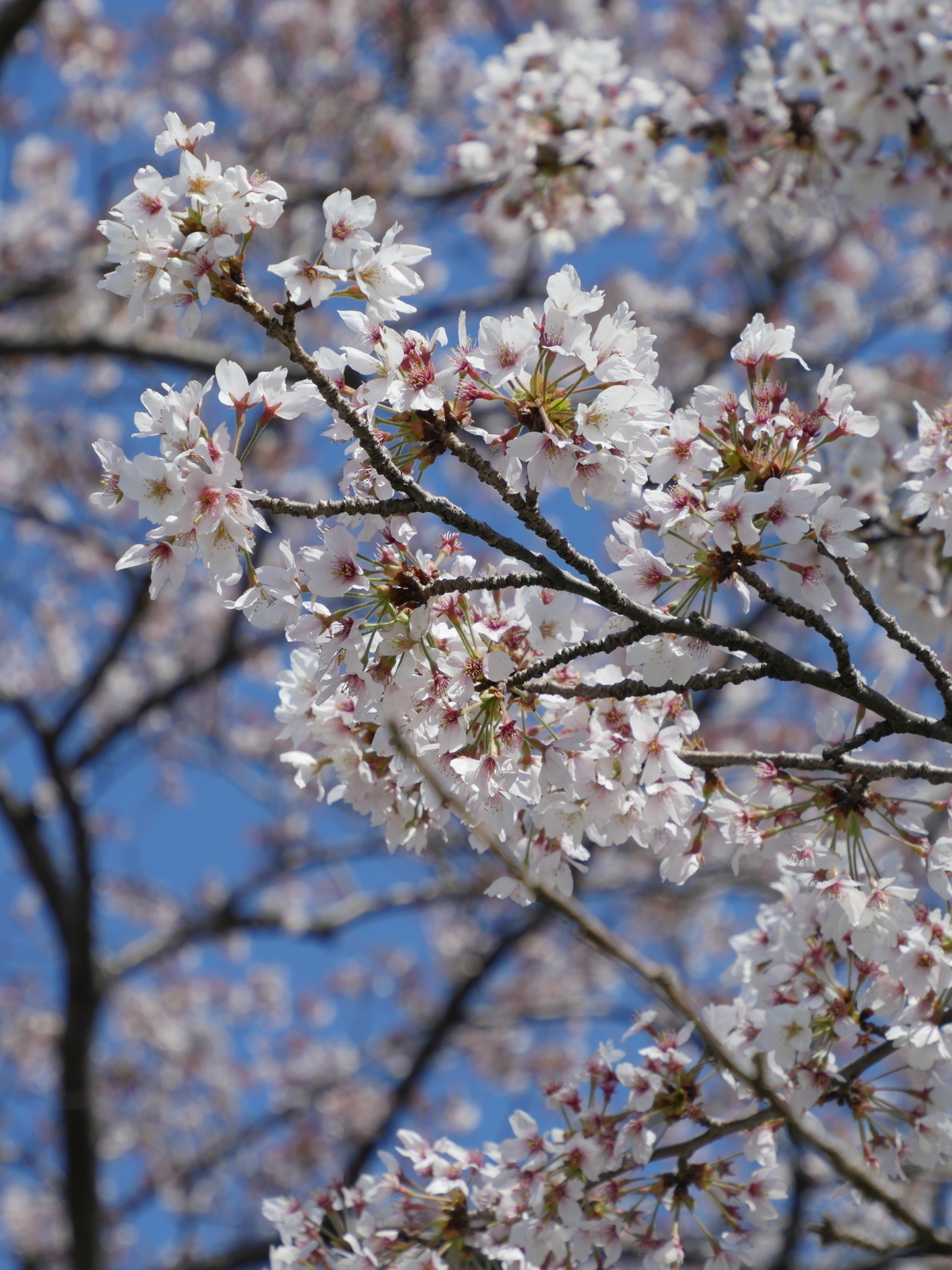 f:id:k10no3:20210410132700j:plain