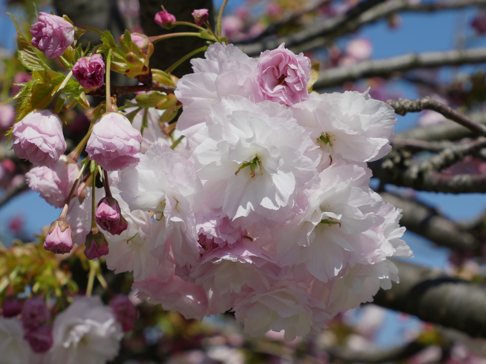 f:id:k10no3:20210411103025j:plain