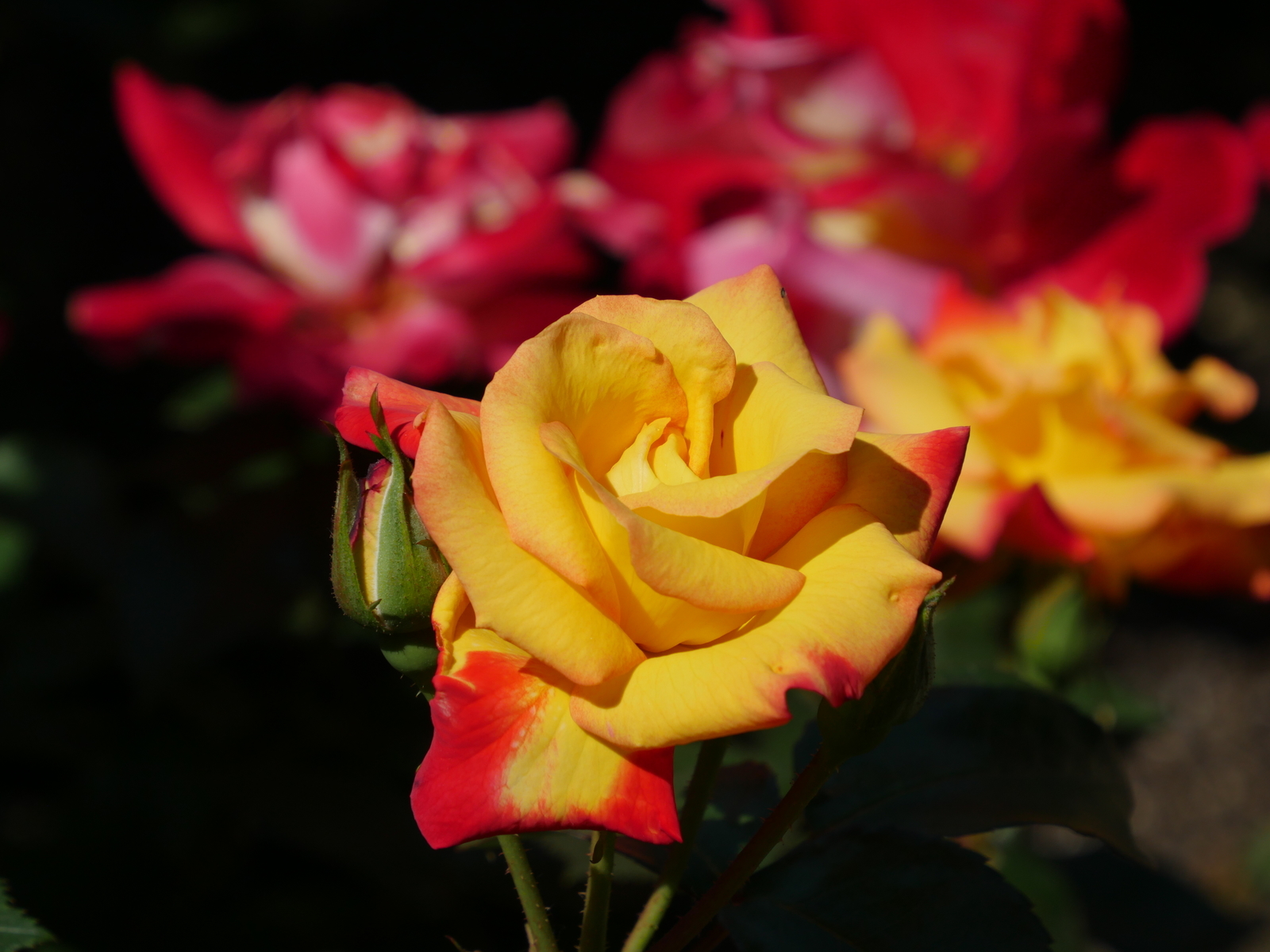f:id:k10no3:20210515094839j:plain