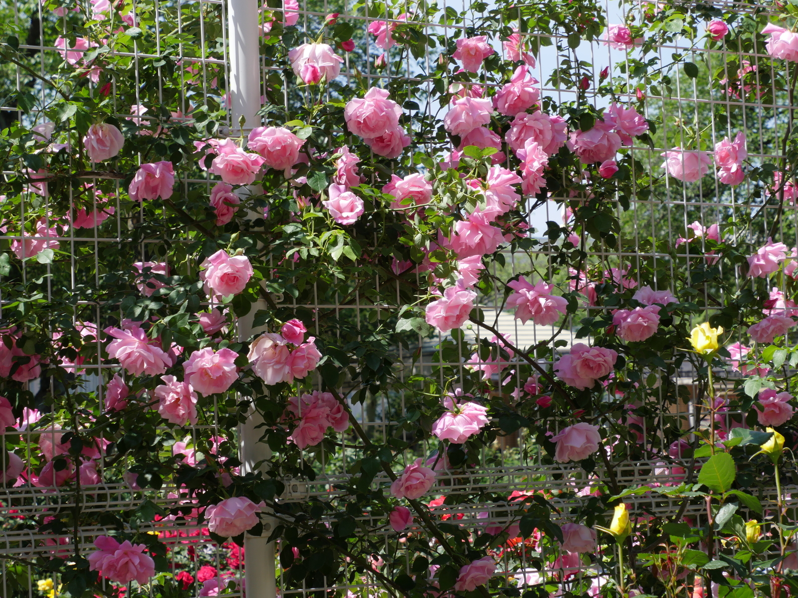 f:id:k10no3:20210515095017j:plain