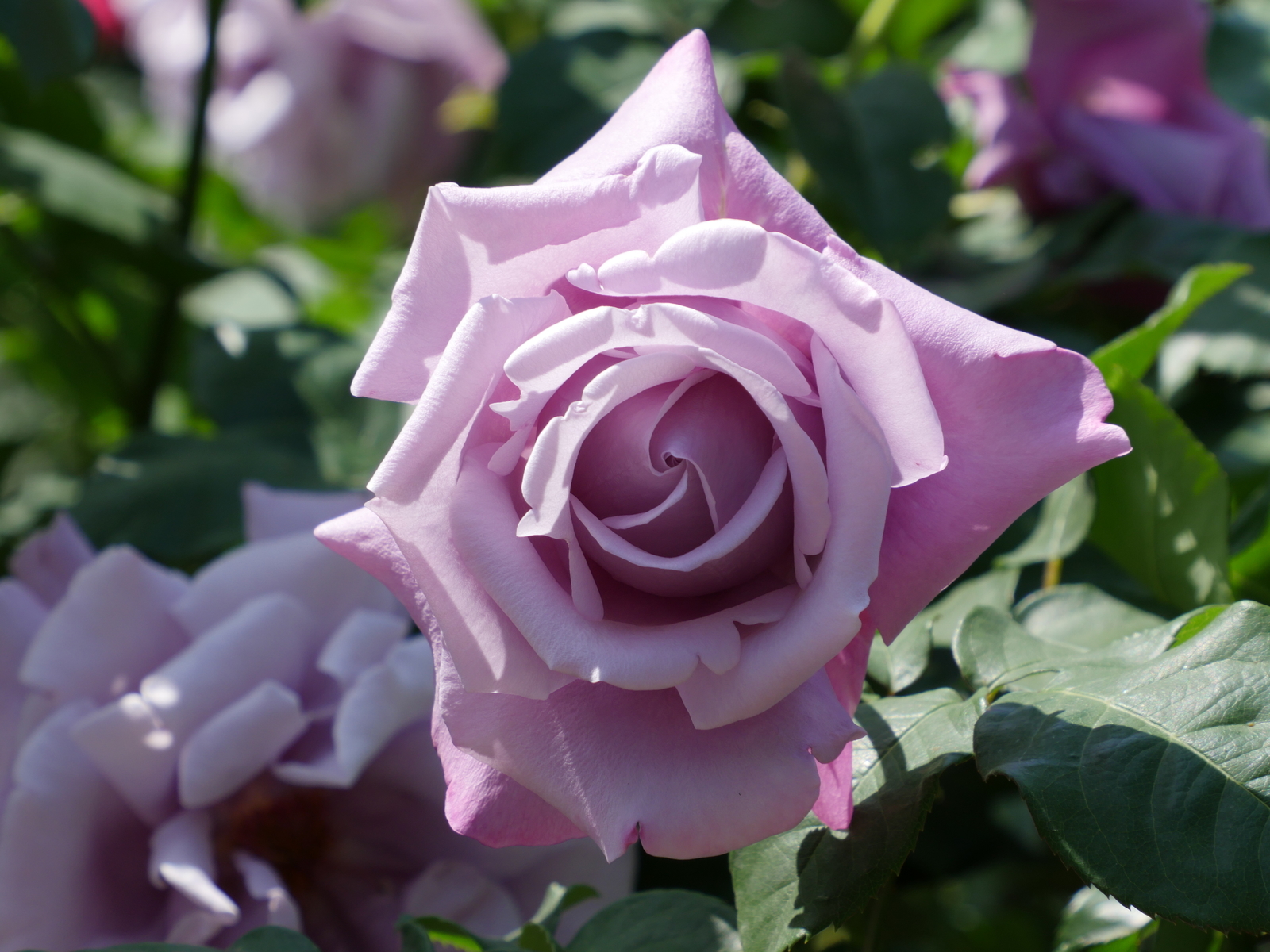 f:id:k10no3:20210515095228j:plain