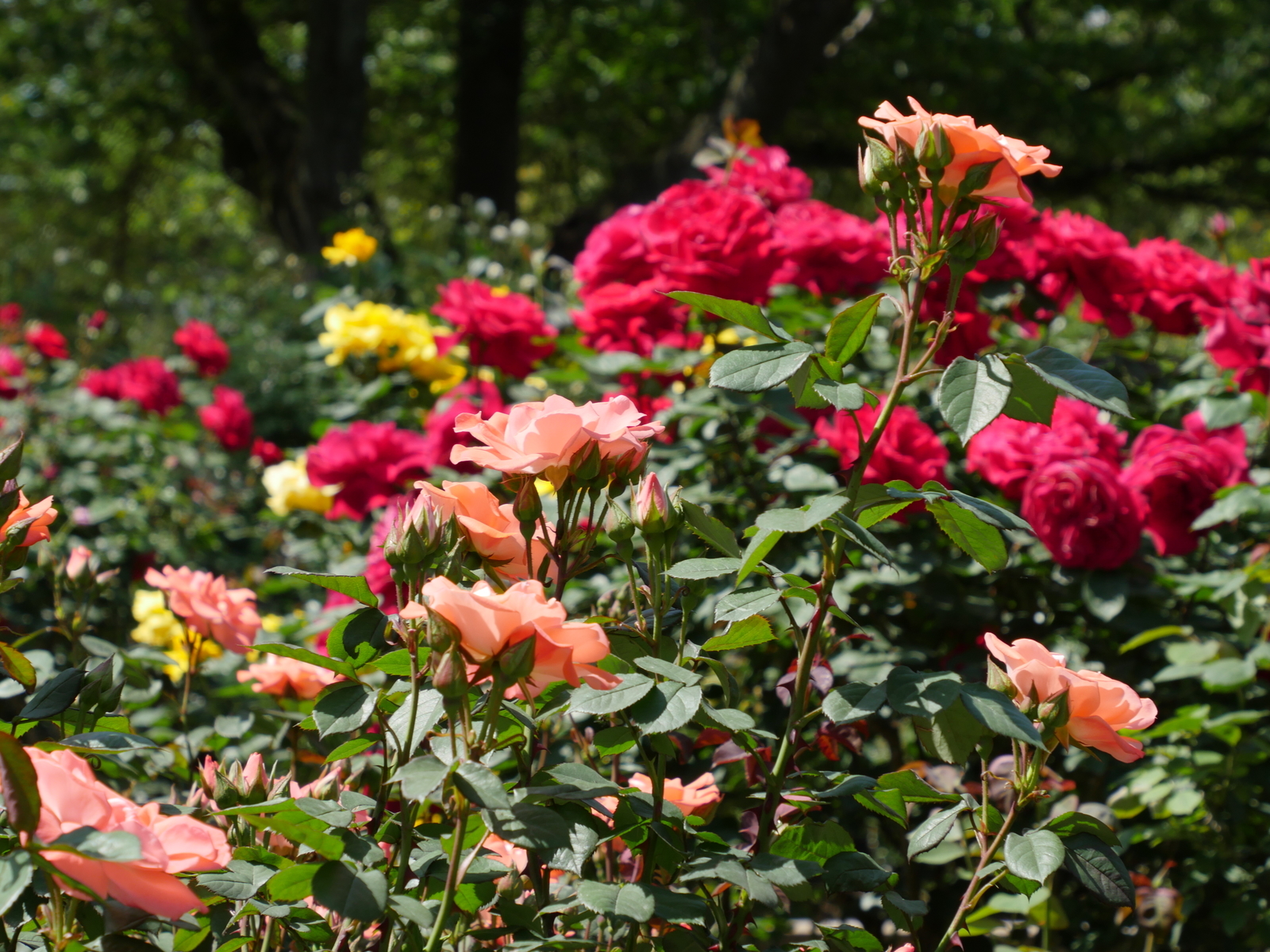 f:id:k10no3:20210515095501j:plain