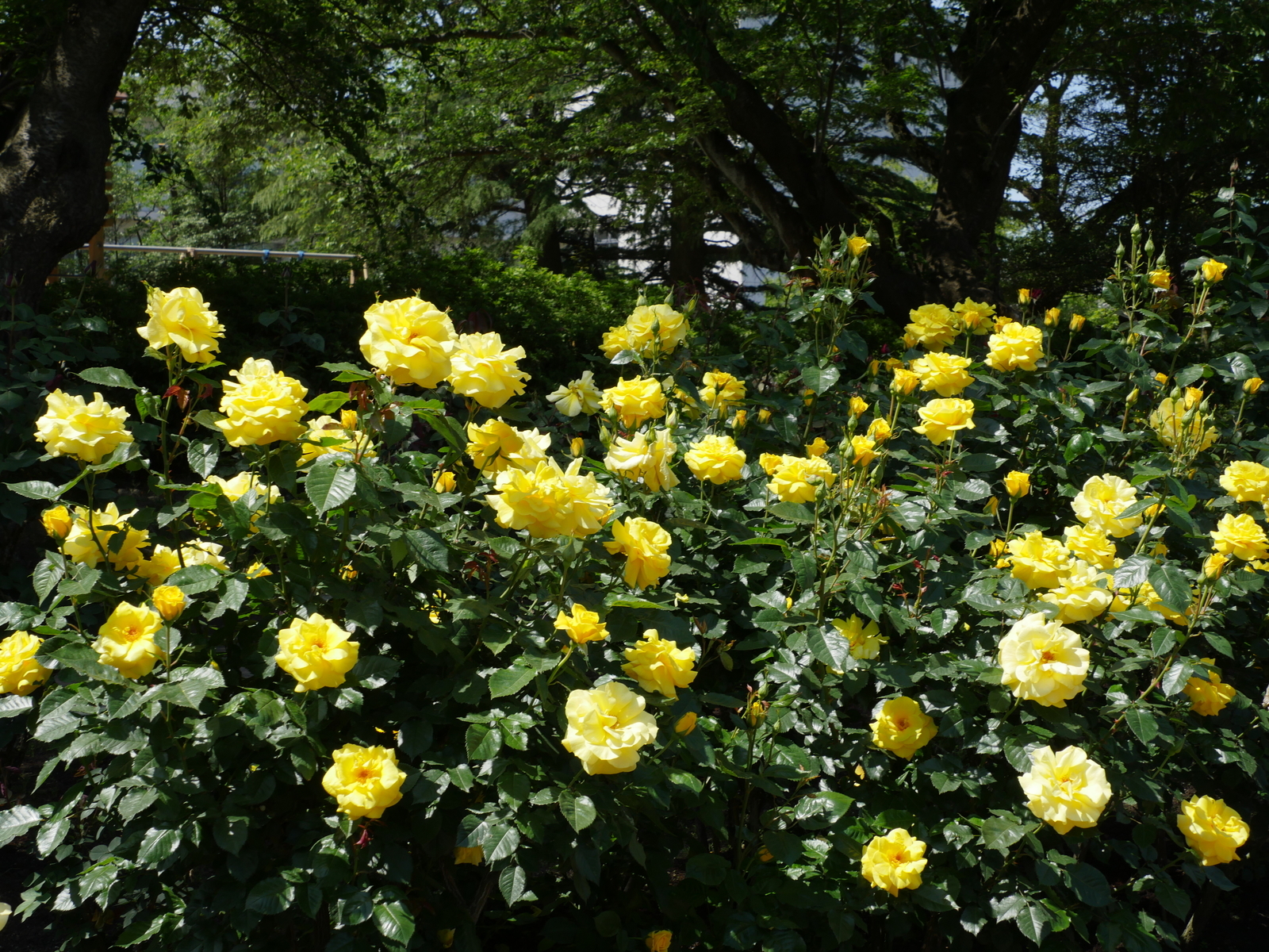 f:id:k10no3:20210515100648j:plain