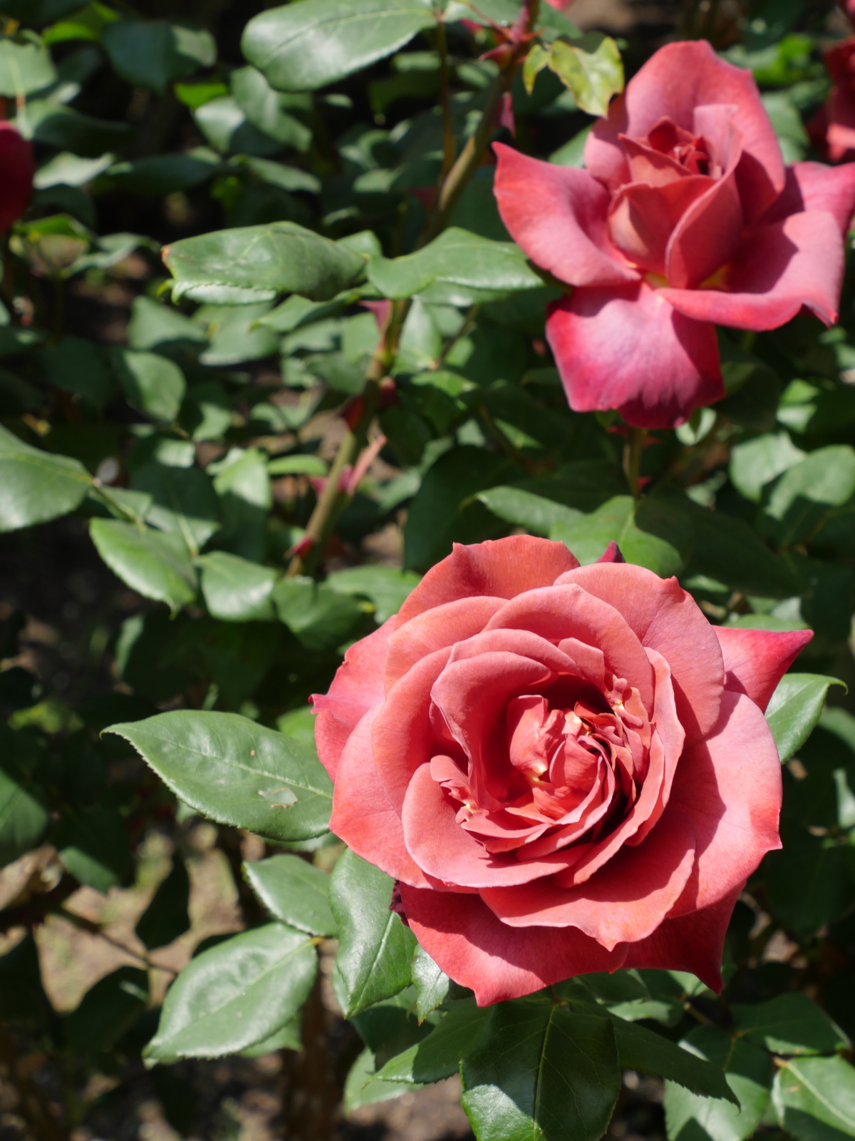 f:id:k10no3:20210515101604j:plain