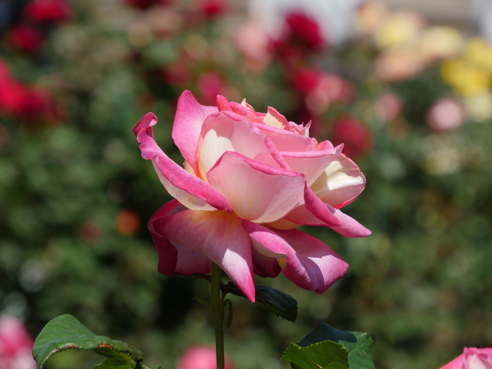 f:id:k10no3:20210515101745j:plain