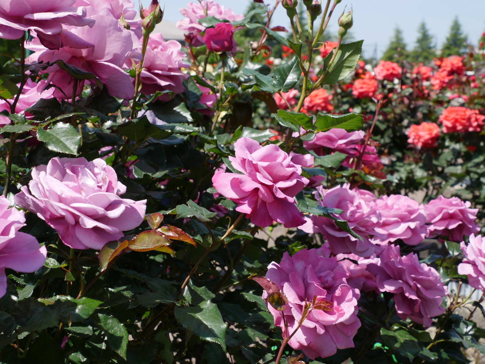 f:id:k10no3:20210515102105j:plain