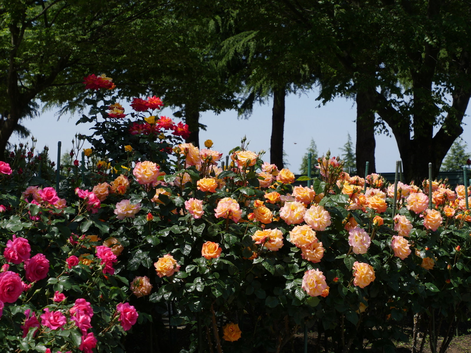 f:id:k10no3:20210515102408j:plain
