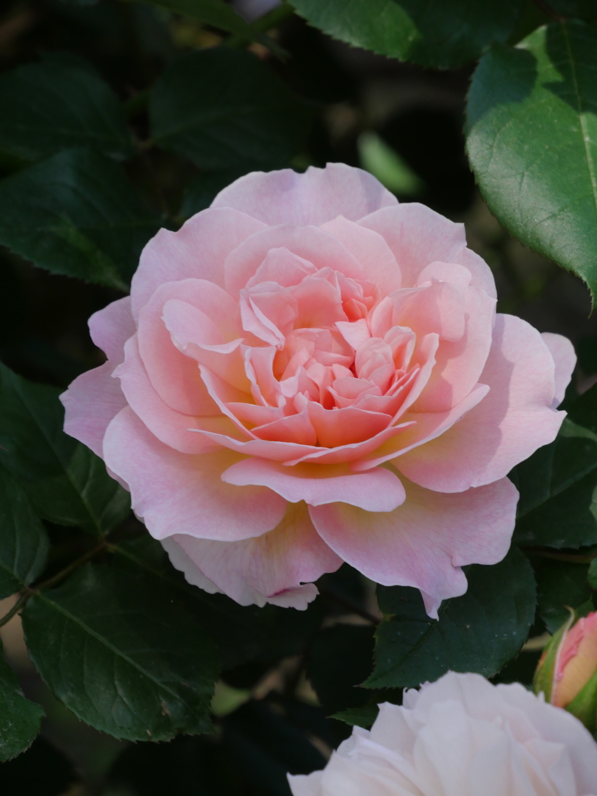 f:id:k10no3:20210515102447j:plain
