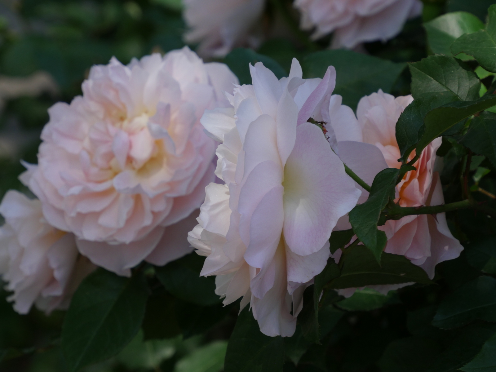 f:id:k10no3:20210515102454j:plain