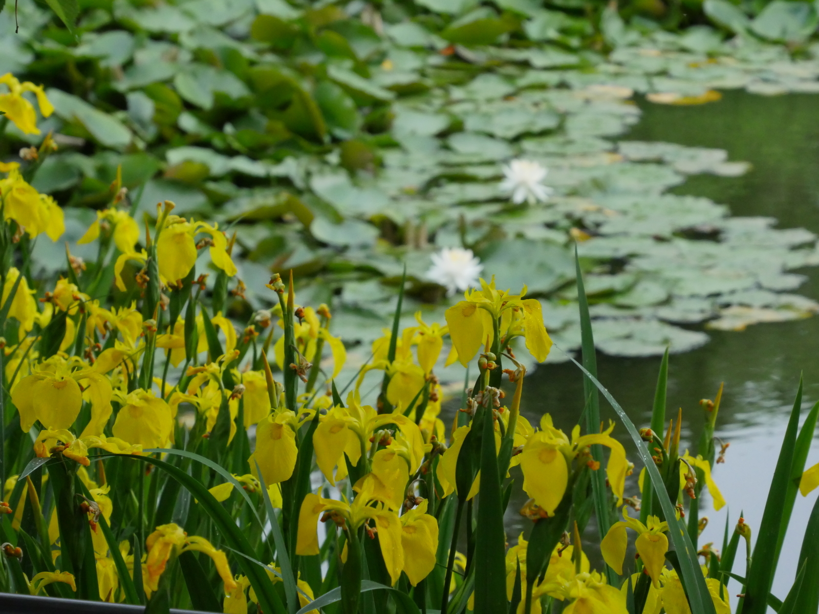 f:id:k10no3:20210516105303j:plain