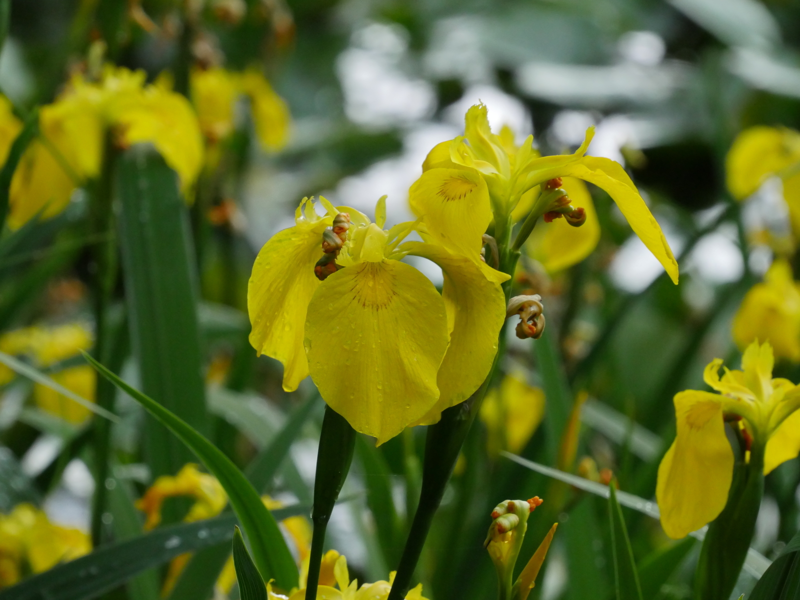 f:id:k10no3:20210516105443j:plain