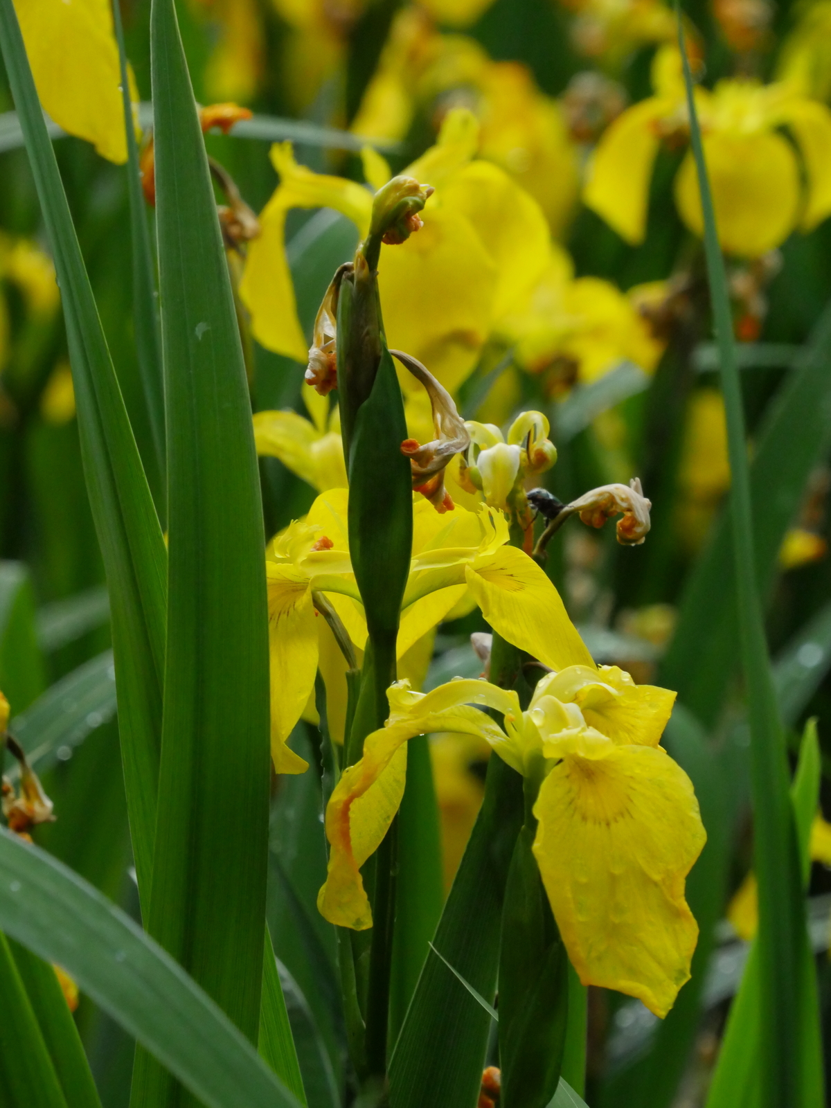 f:id:k10no3:20210516105451j:plain