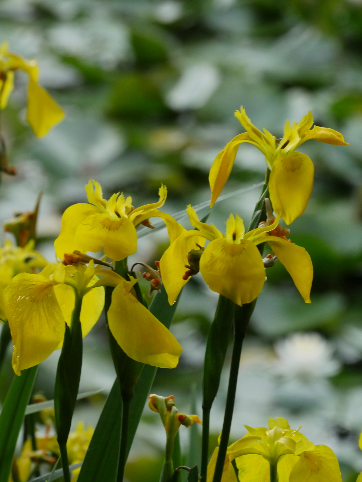 f:id:k10no3:20210516105540j:plain