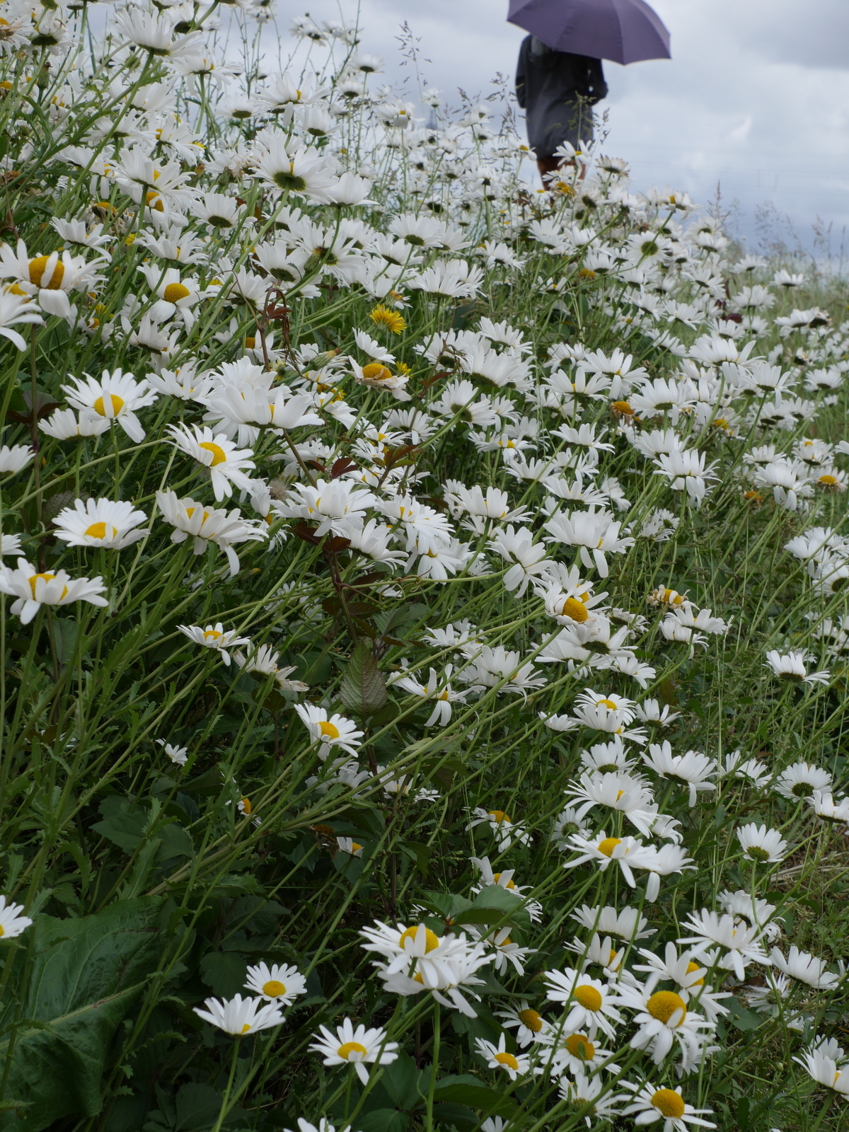 f:id:k10no3:20210522102827j:plain