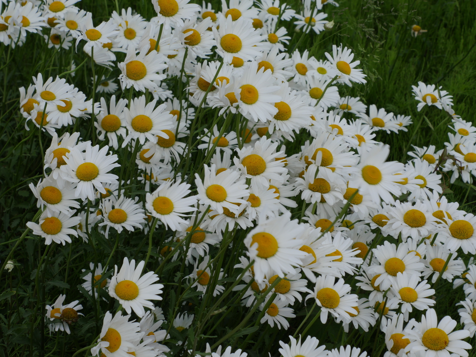 f:id:k10no3:20210522103406j:plain