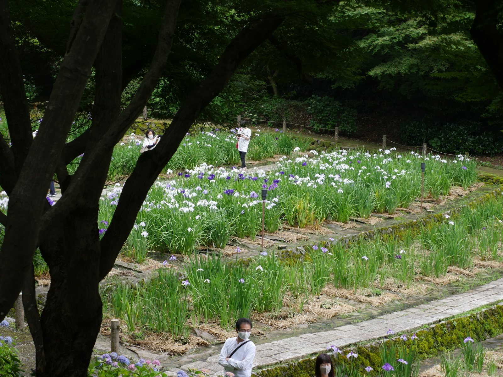 f:id:k10no3:20210613104734j:plain