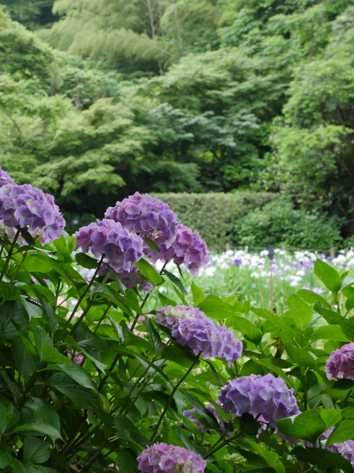 f:id:k10no3:20210613104821j:plain