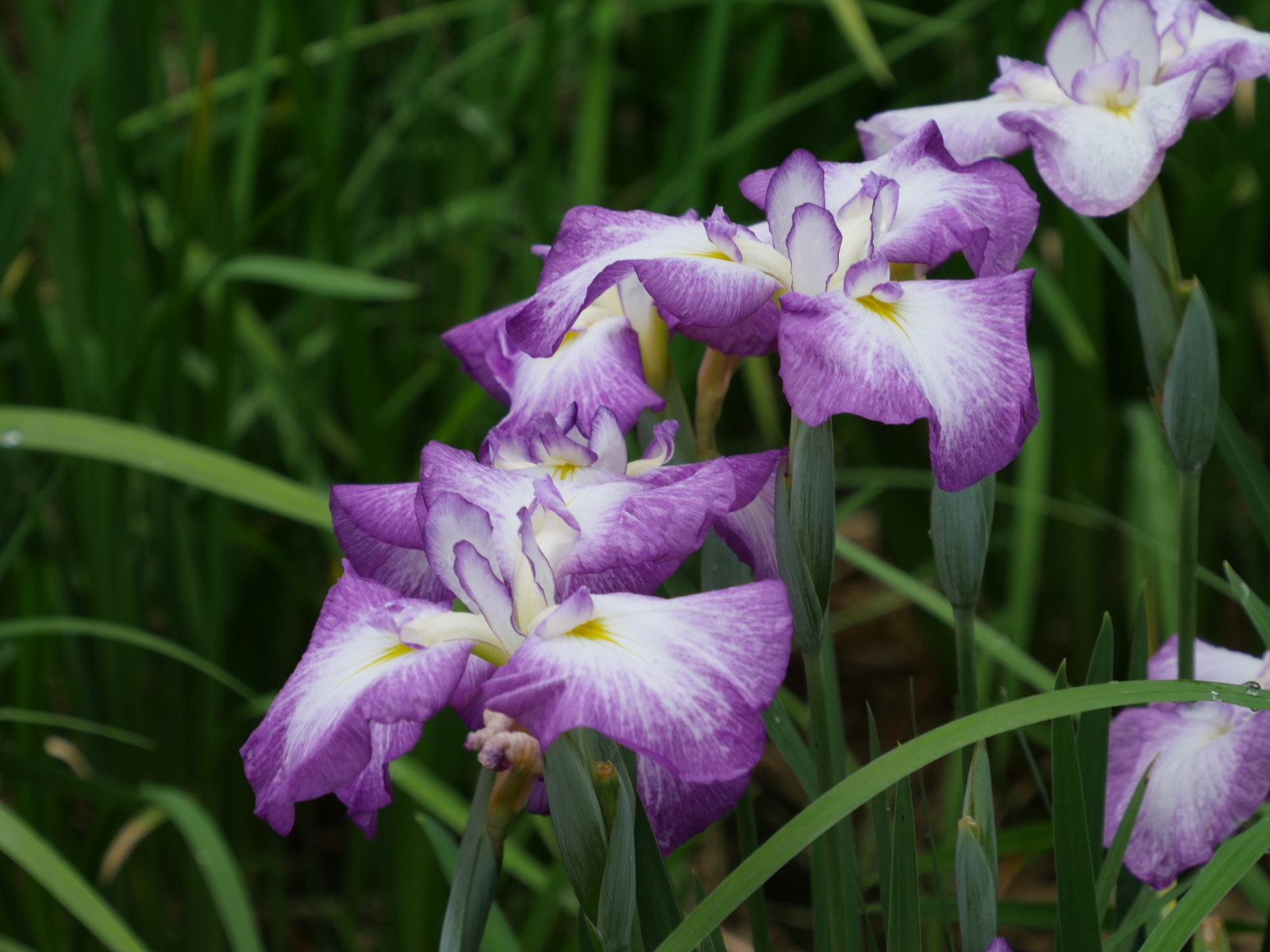 f:id:k10no3:20210613105107j:plain