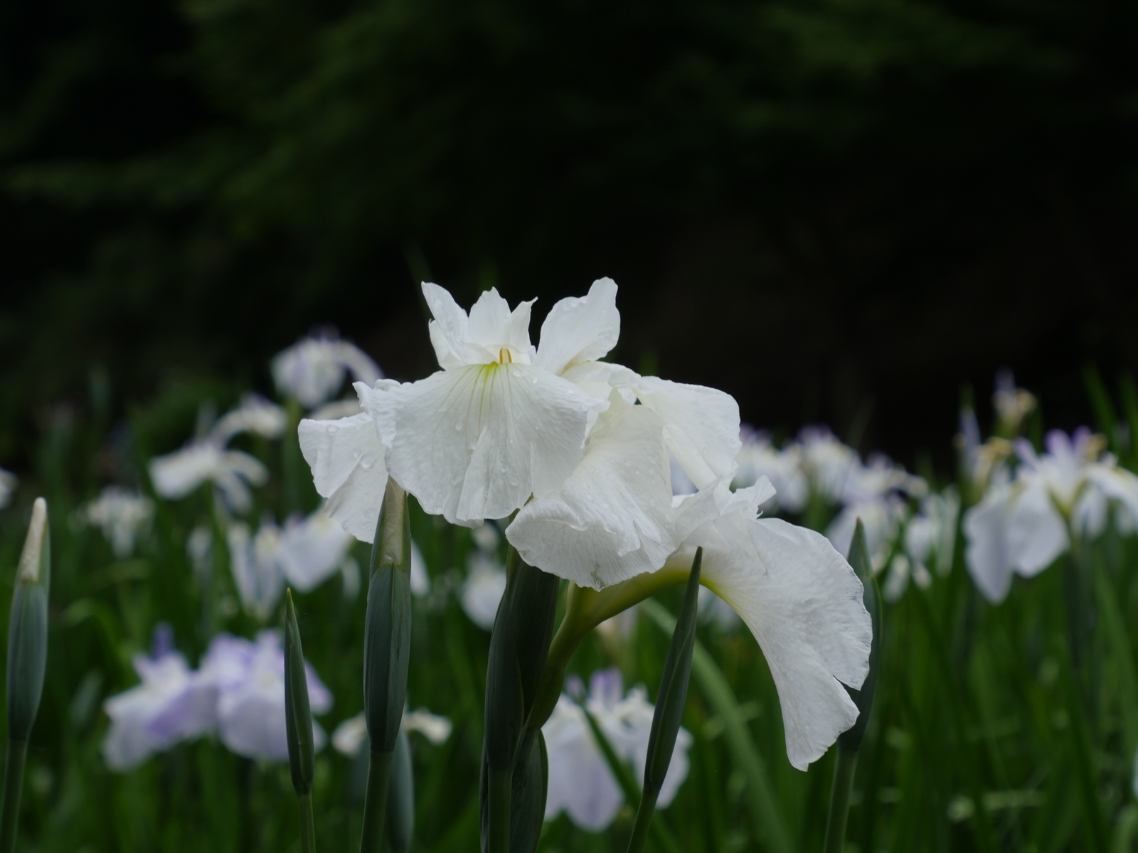 f:id:k10no3:20210613105356j:plain