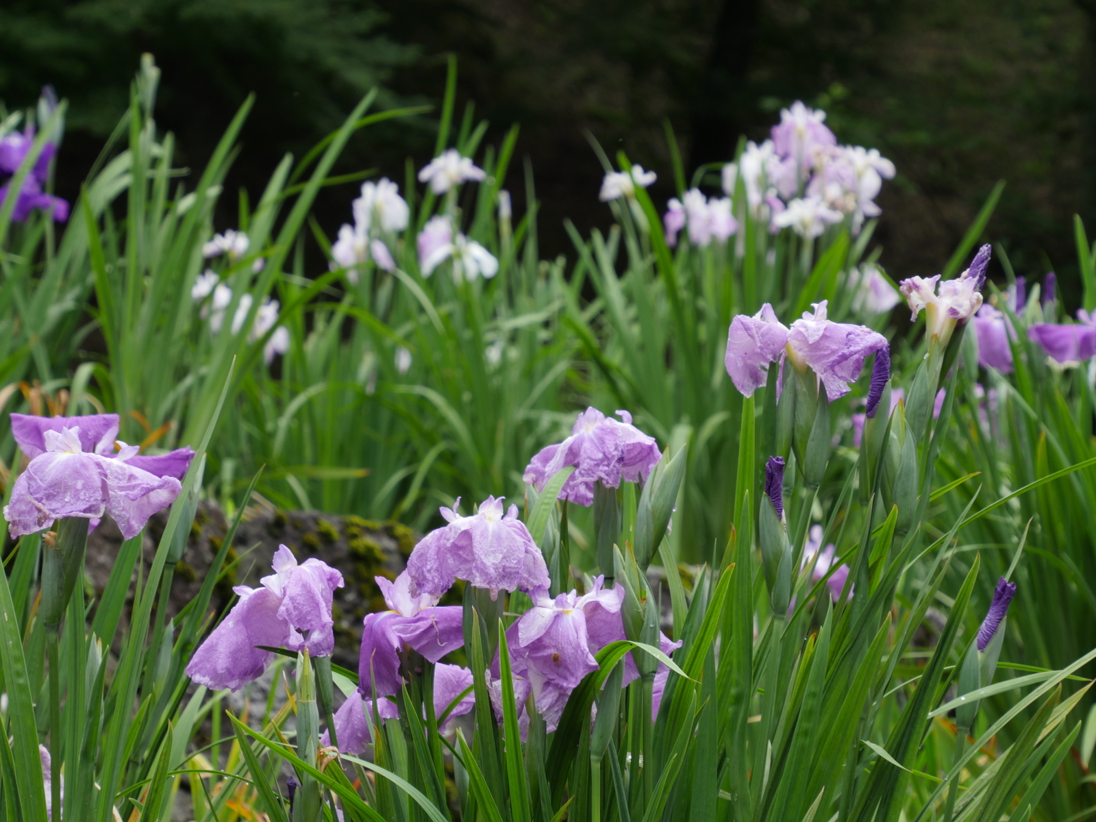 f:id:k10no3:20210613105757j:plain