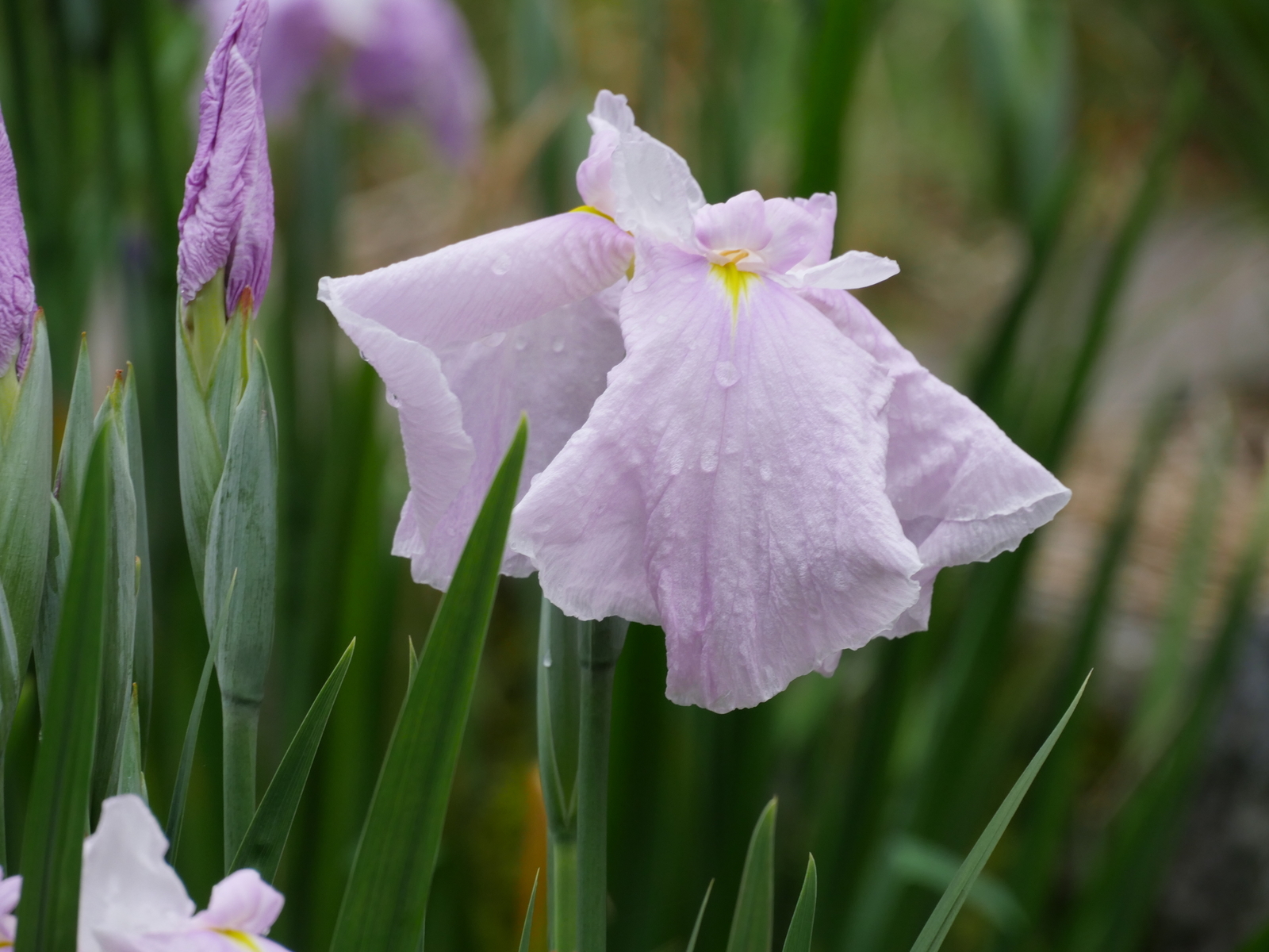 f:id:k10no3:20210613105842j:plain