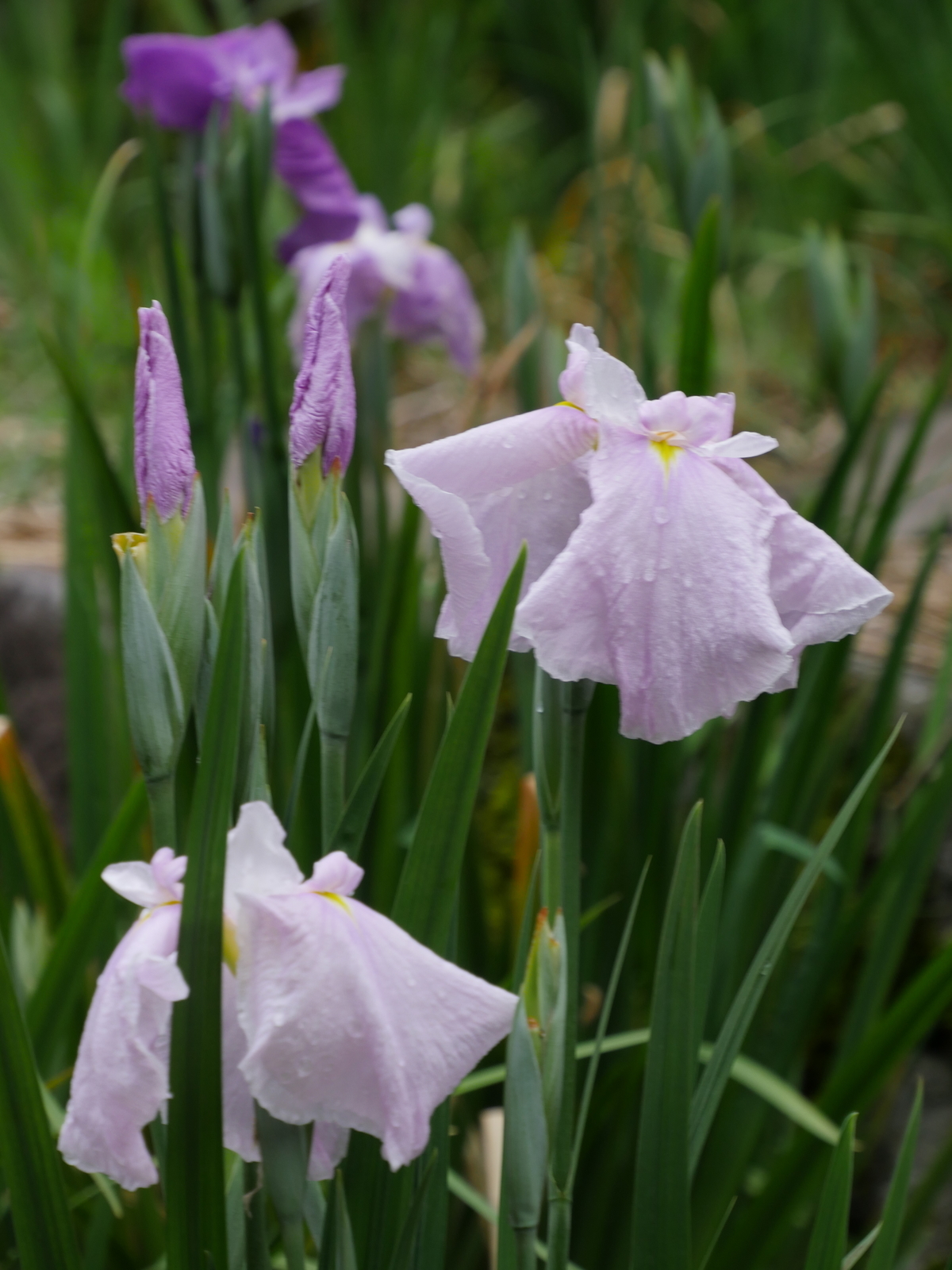 f:id:k10no3:20210613105847j:plain