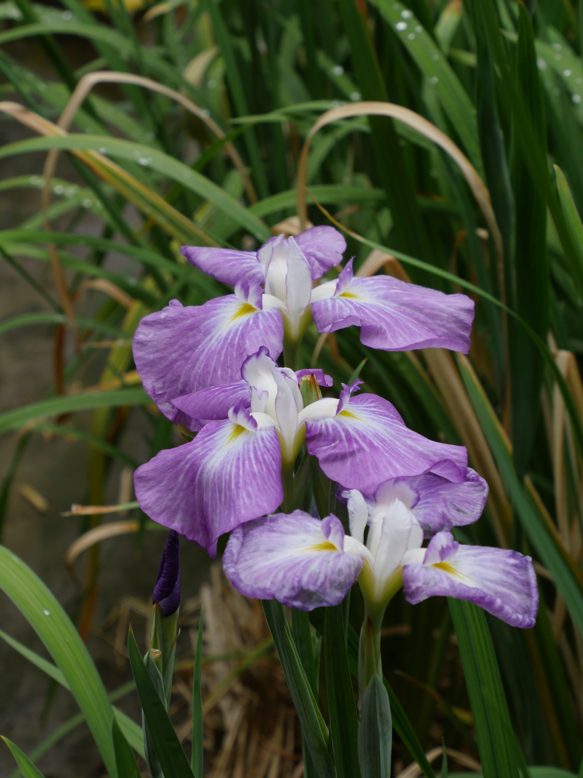 f:id:k10no3:20210613105944j:plain