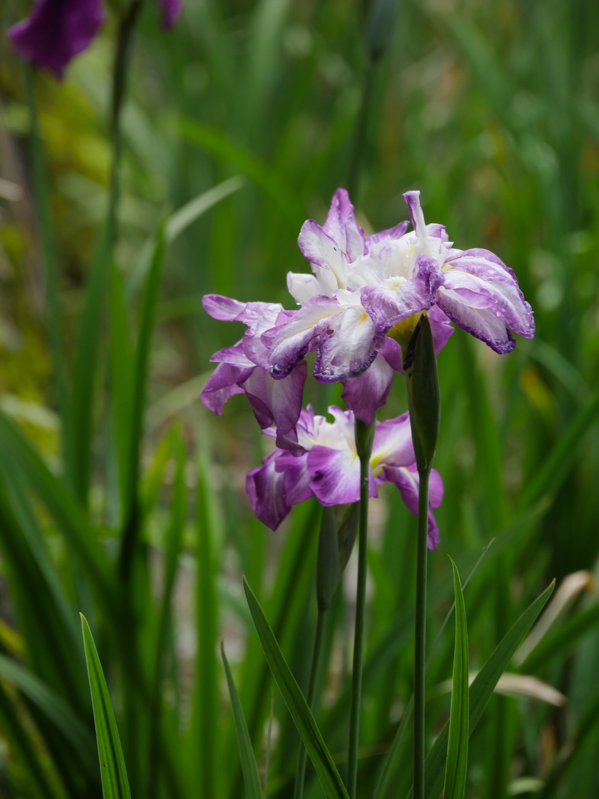 f:id:k10no3:20210613110131j:plain