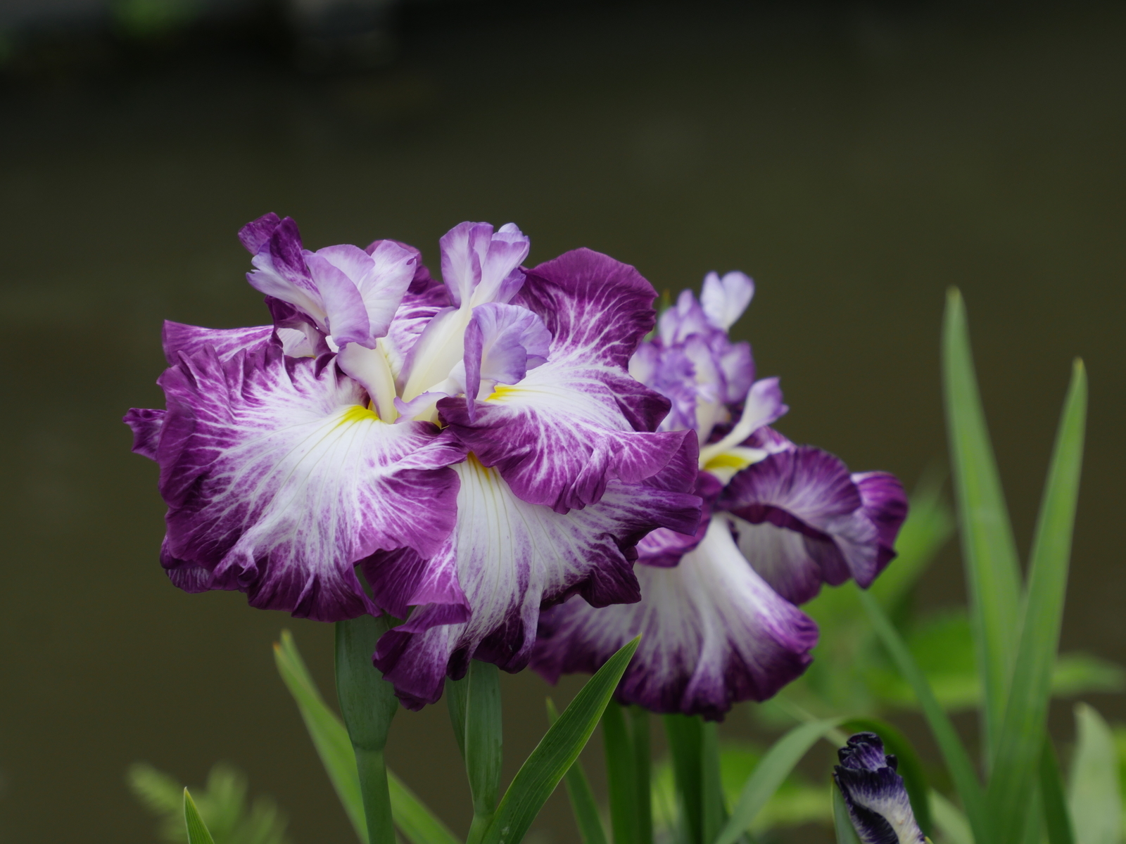 f:id:k10no3:20210613110433j:plain