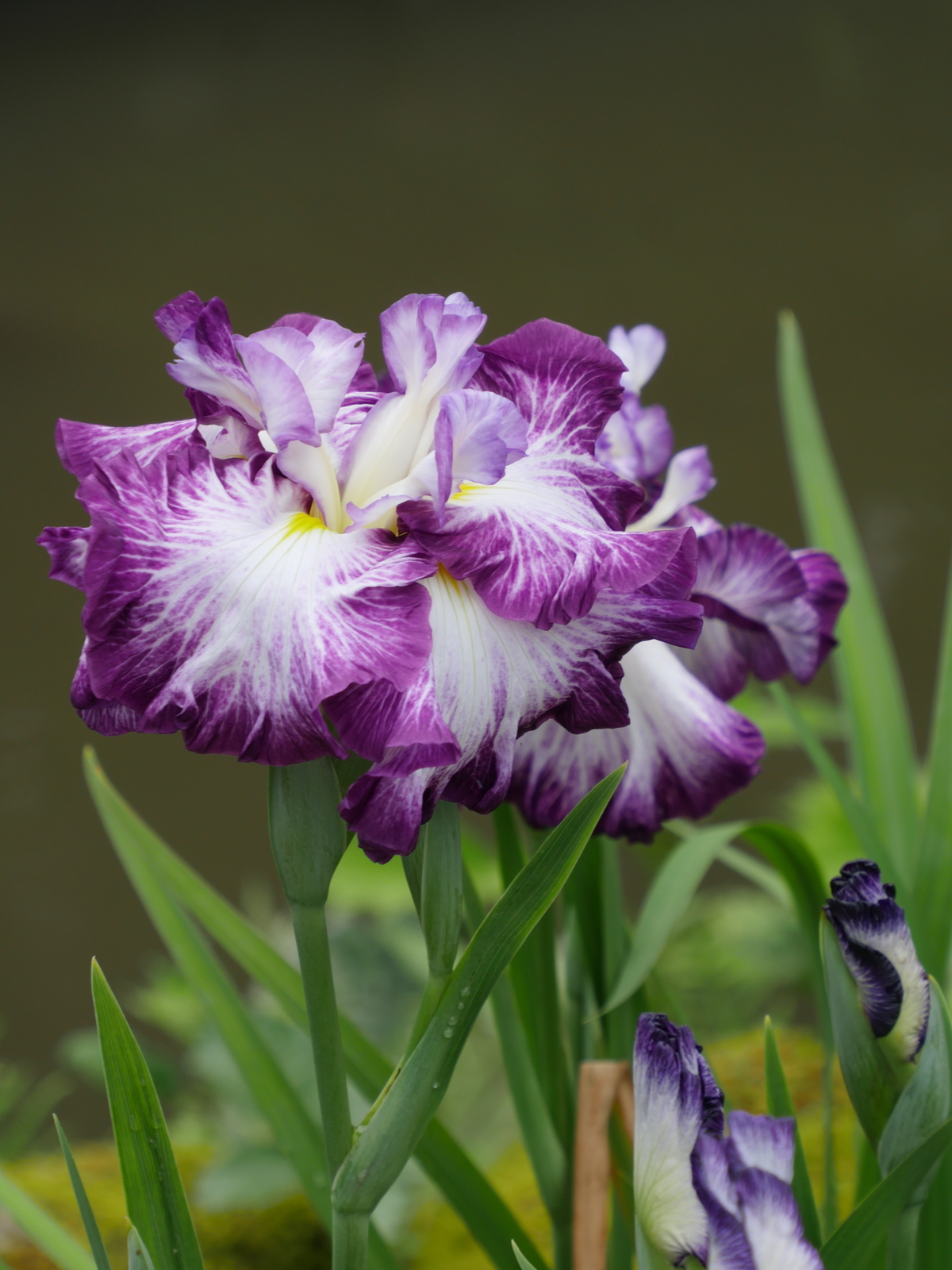 f:id:k10no3:20210613110437j:plain