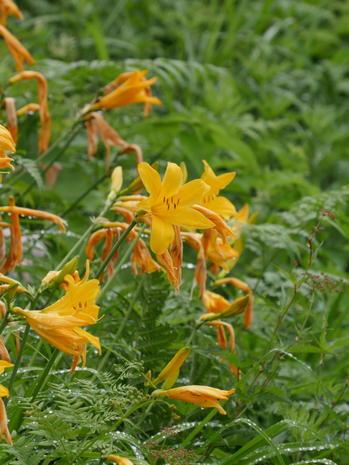 f:id:k10no3:20210620102029j:plain