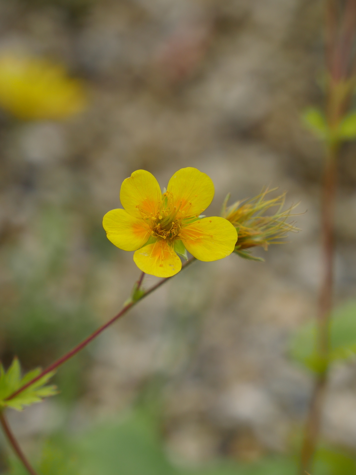 f:id:k10no3:20210620104050j:plain