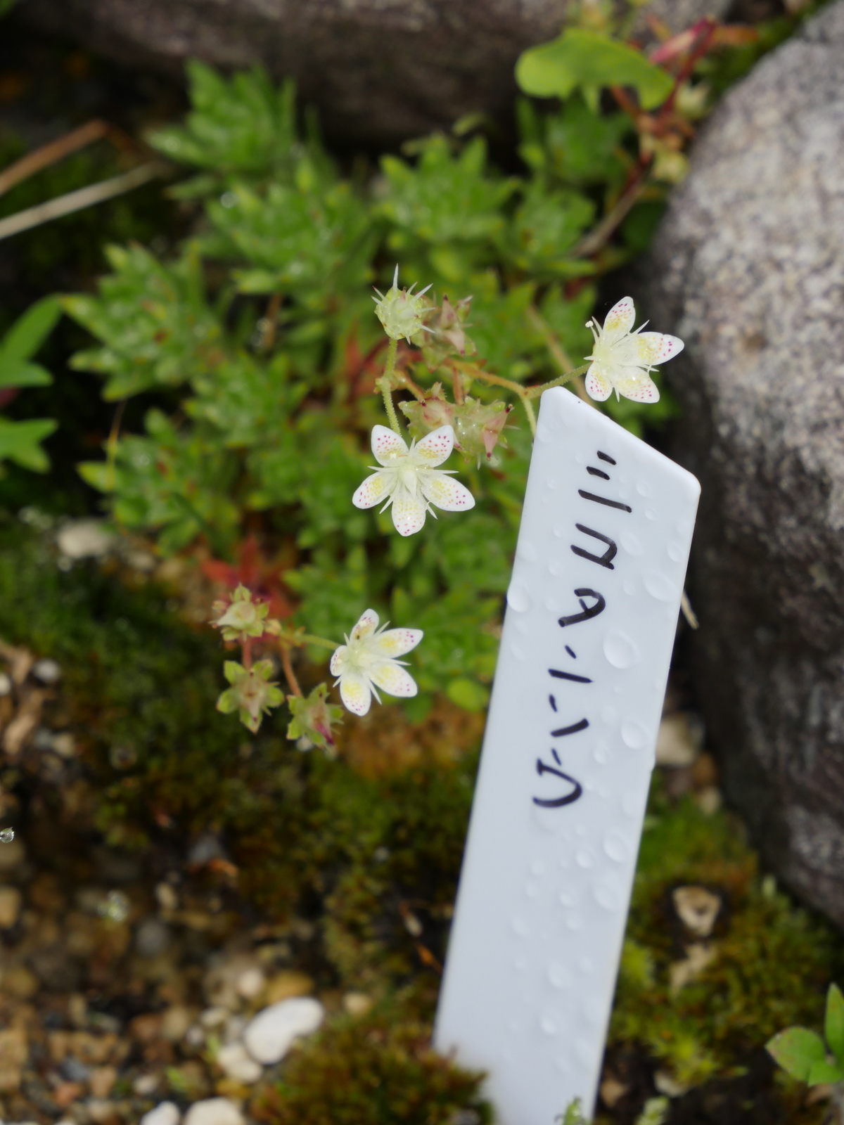 f:id:k10no3:20210620104926j:plain