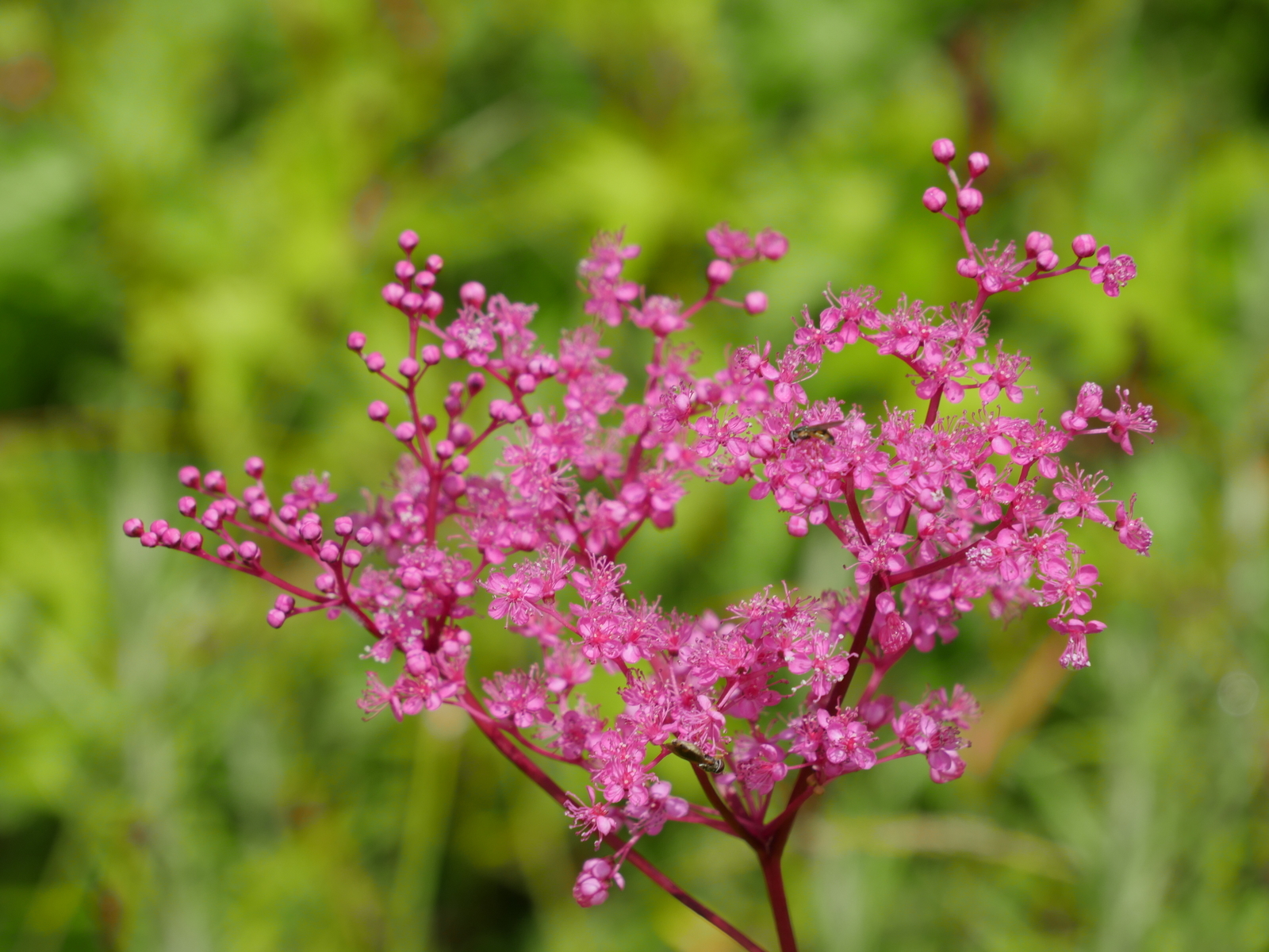 f:id:k10no3:20210620105833j:plain