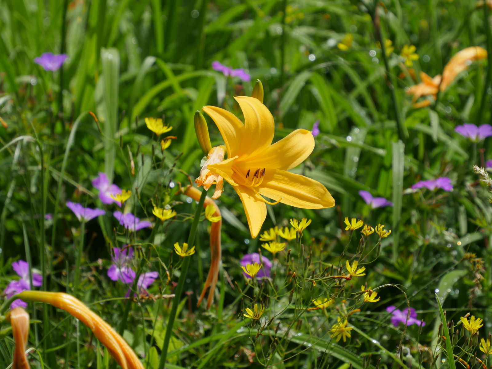 f:id:k10no3:20210620110116j:plain