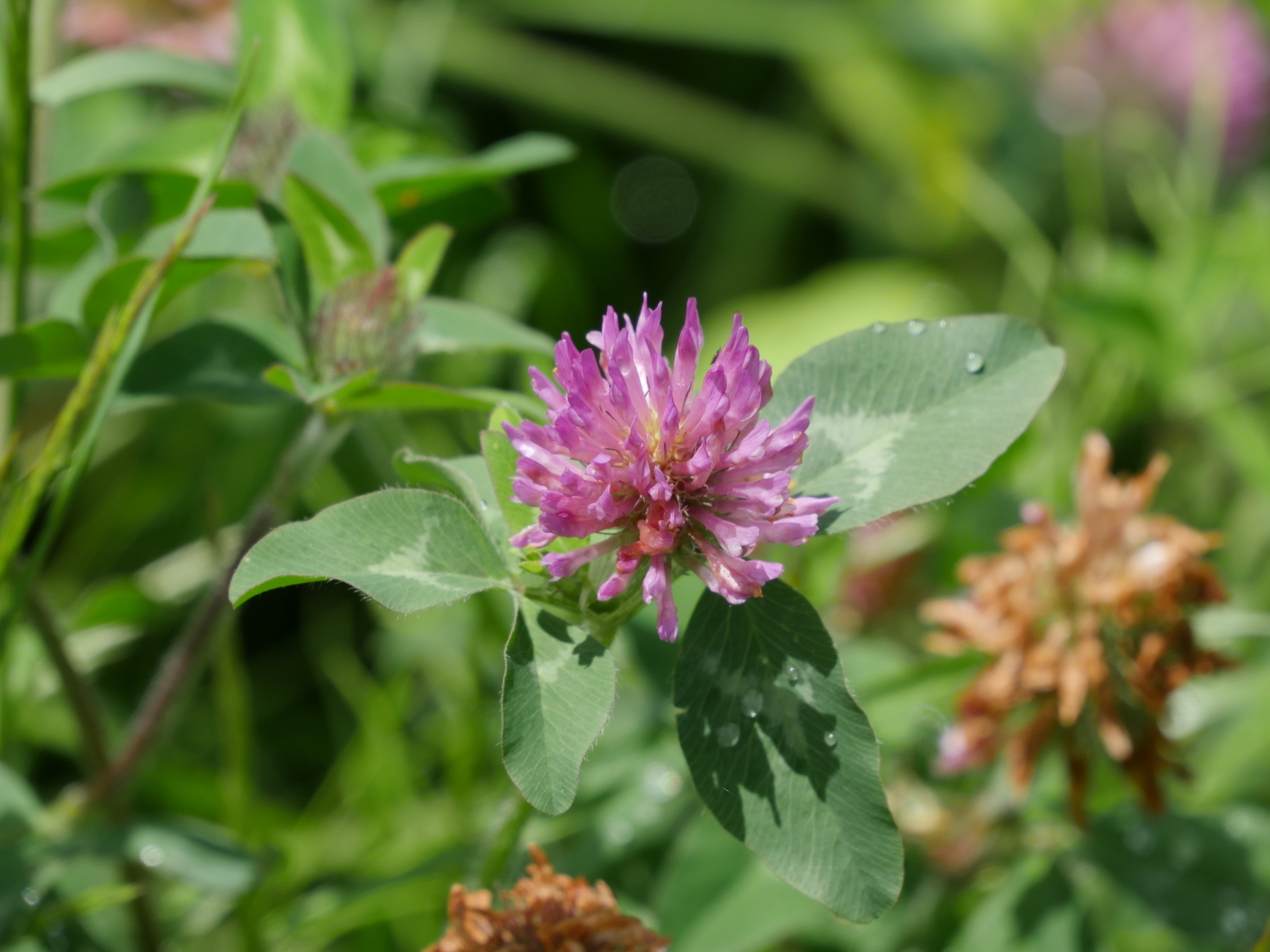 f:id:k10no3:20210620110436j:plain