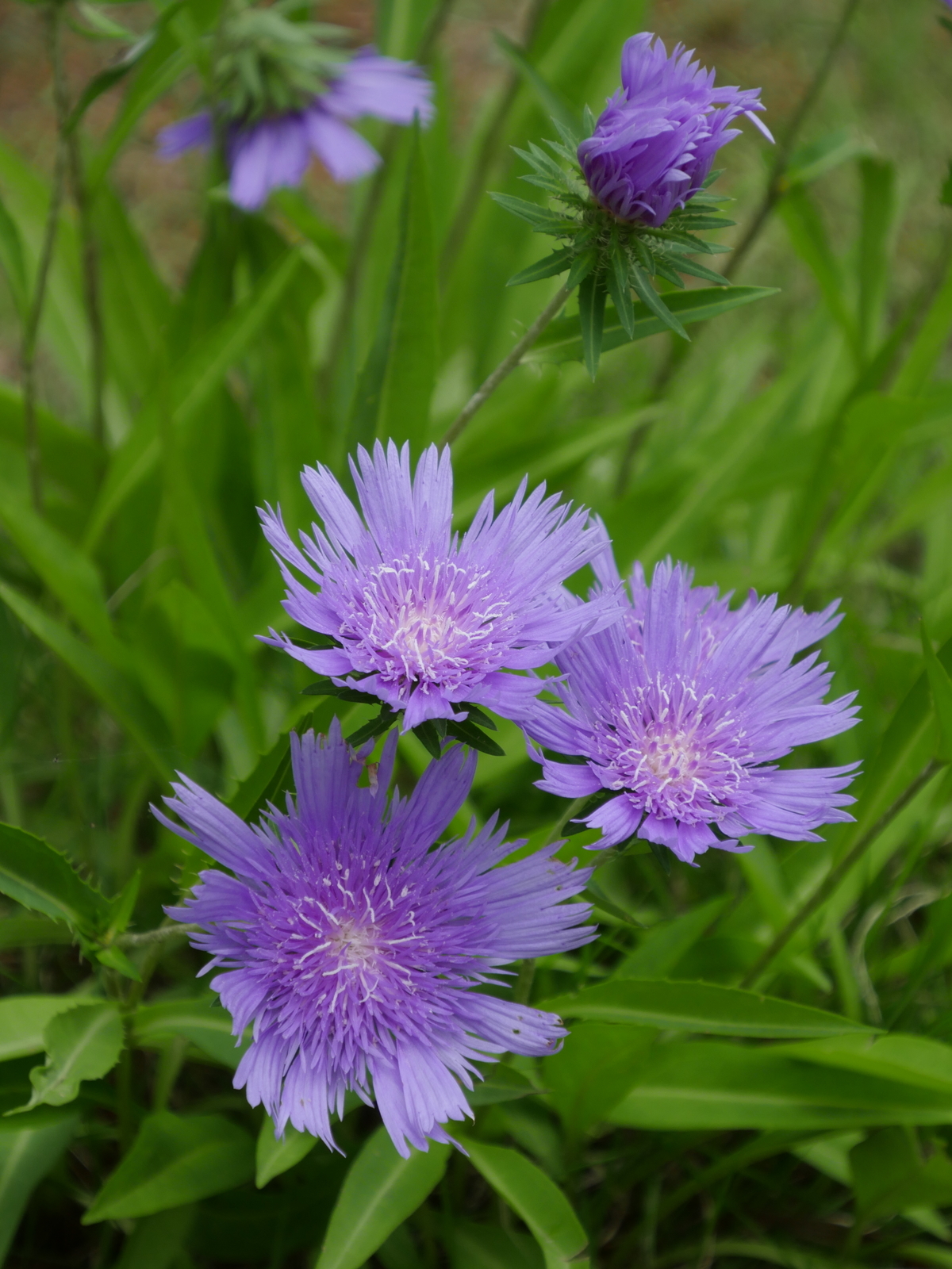 f:id:k10no3:20210626103952j:plain