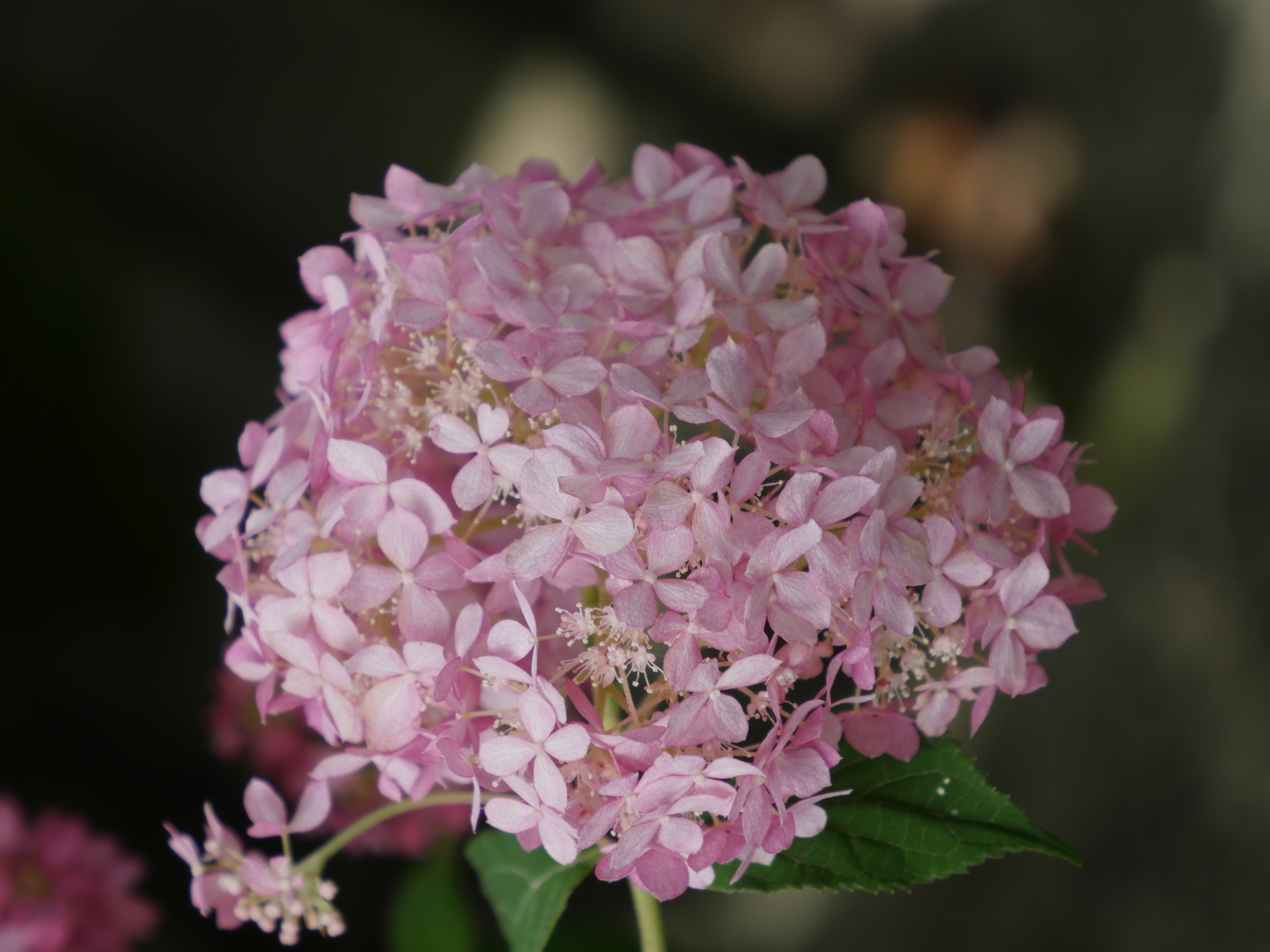 f:id:k10no3:20210703135037j:plain