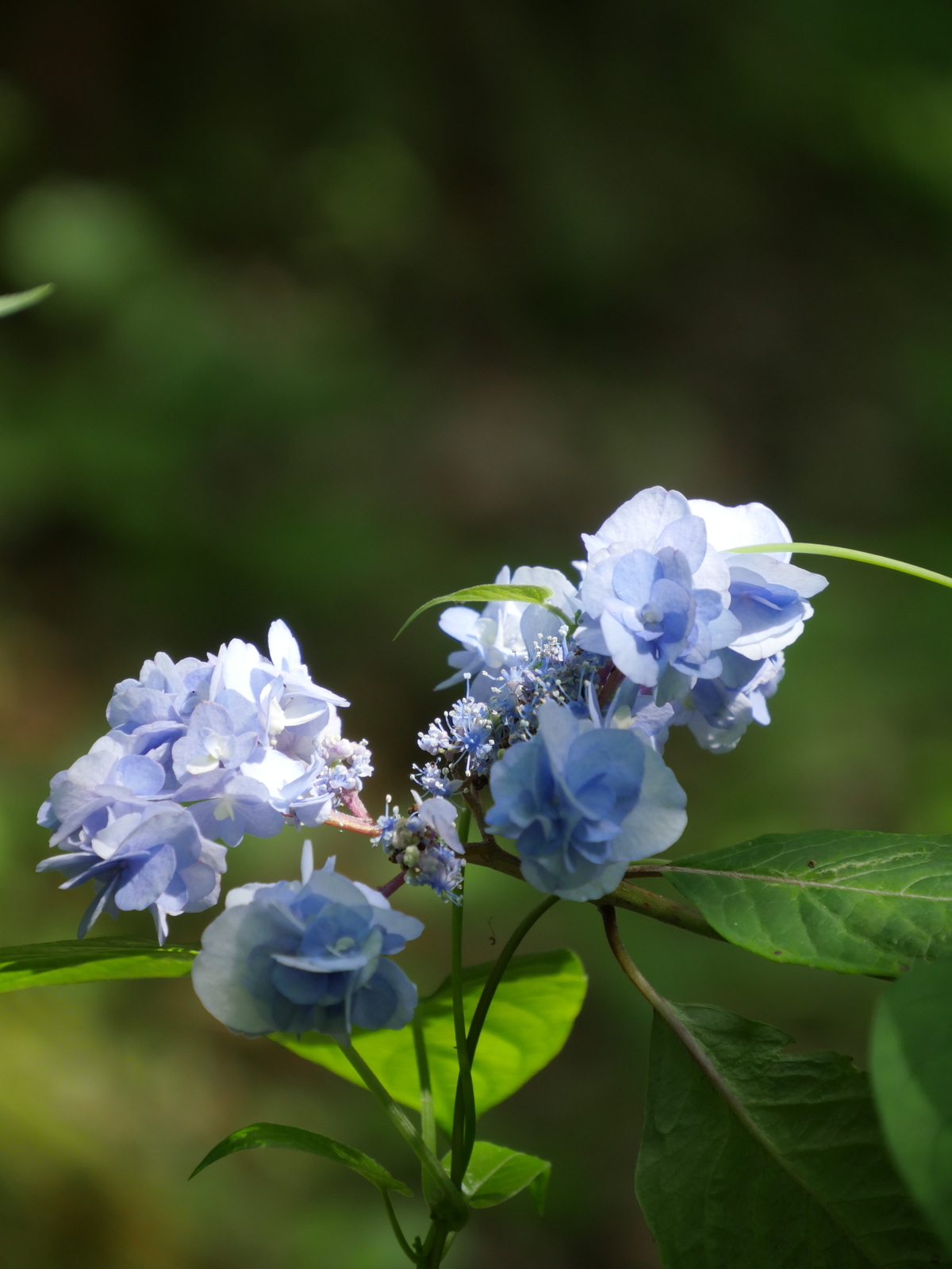 f:id:k10no3:20210703140521j:plain