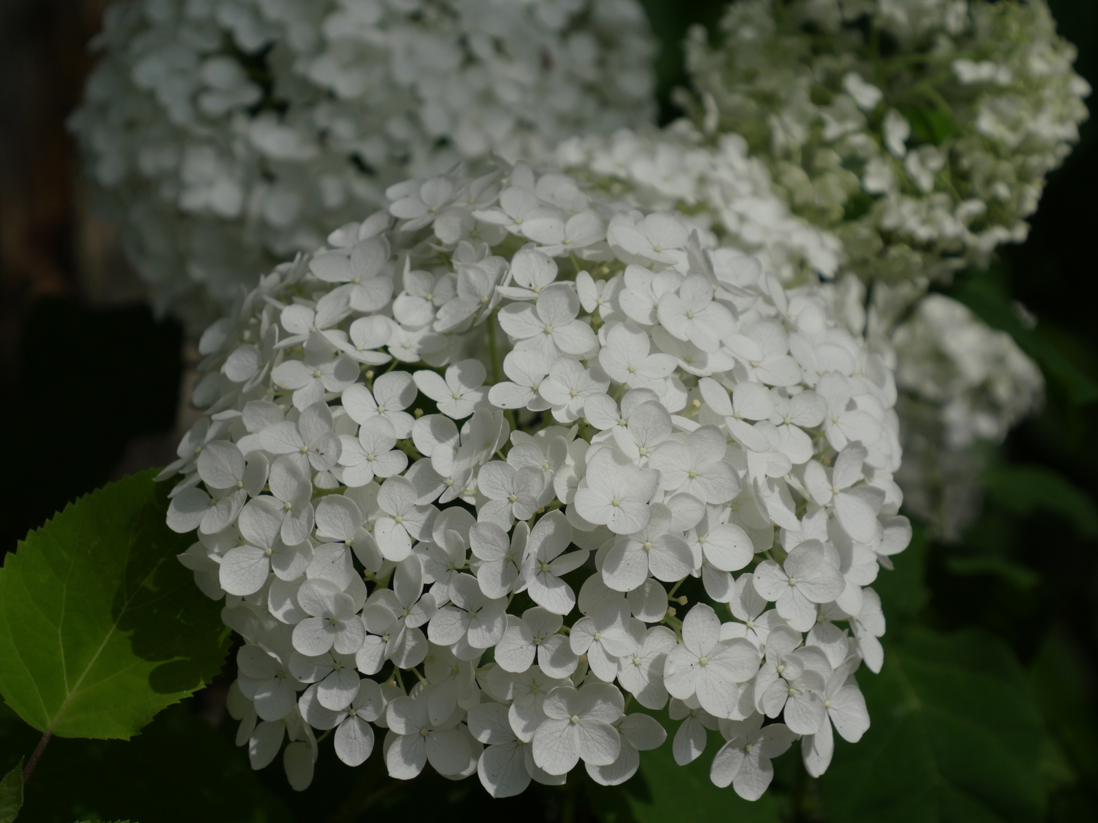 f:id:k10no3:20210703141237j:plain