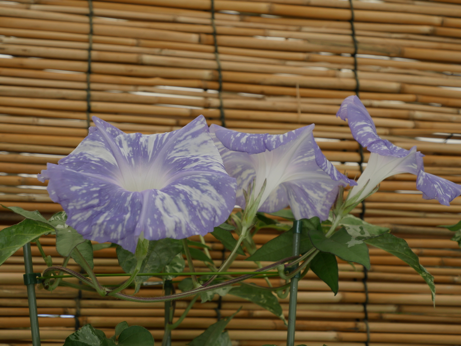 f:id:k10no3:20210802112652j:plain