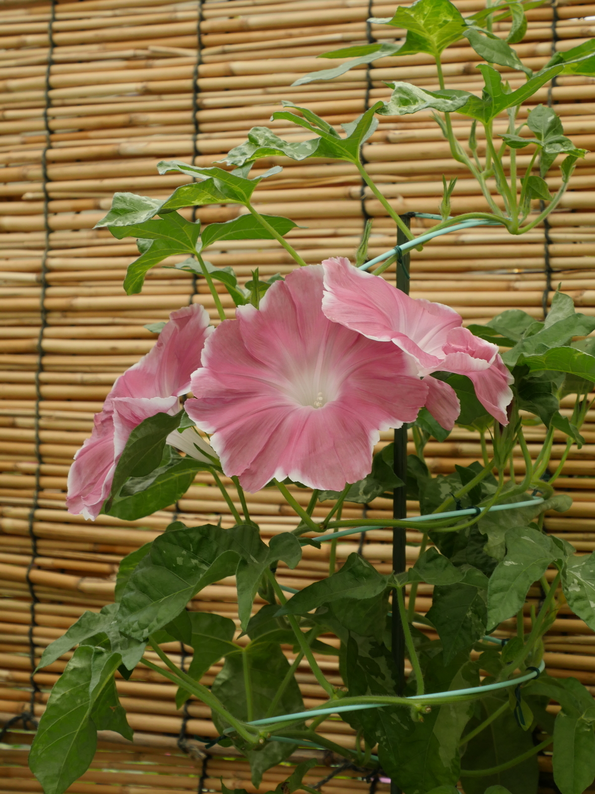 f:id:k10no3:20210802112849j:plain