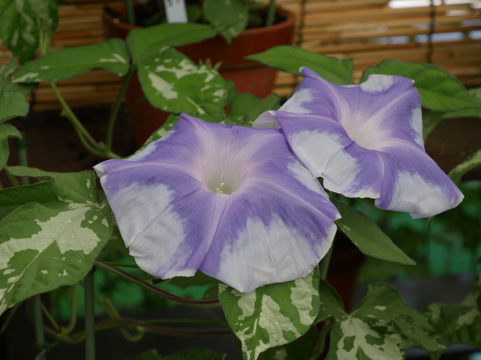 f:id:k10no3:20210802112956j:plain