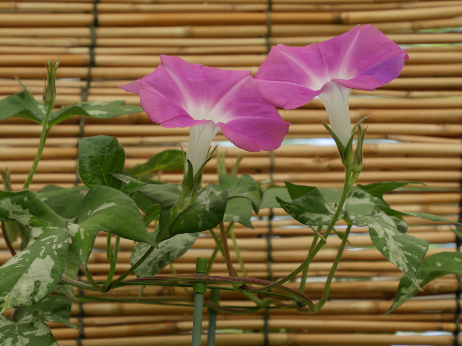 f:id:k10no3:20210802113008j:plain