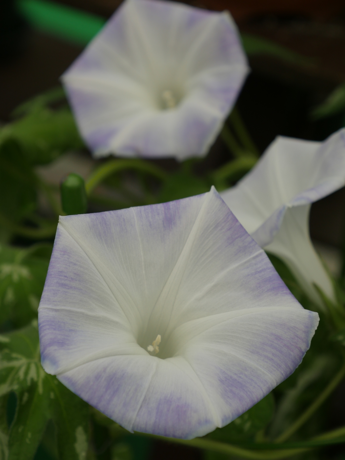 f:id:k10no3:20210802113037j:plain