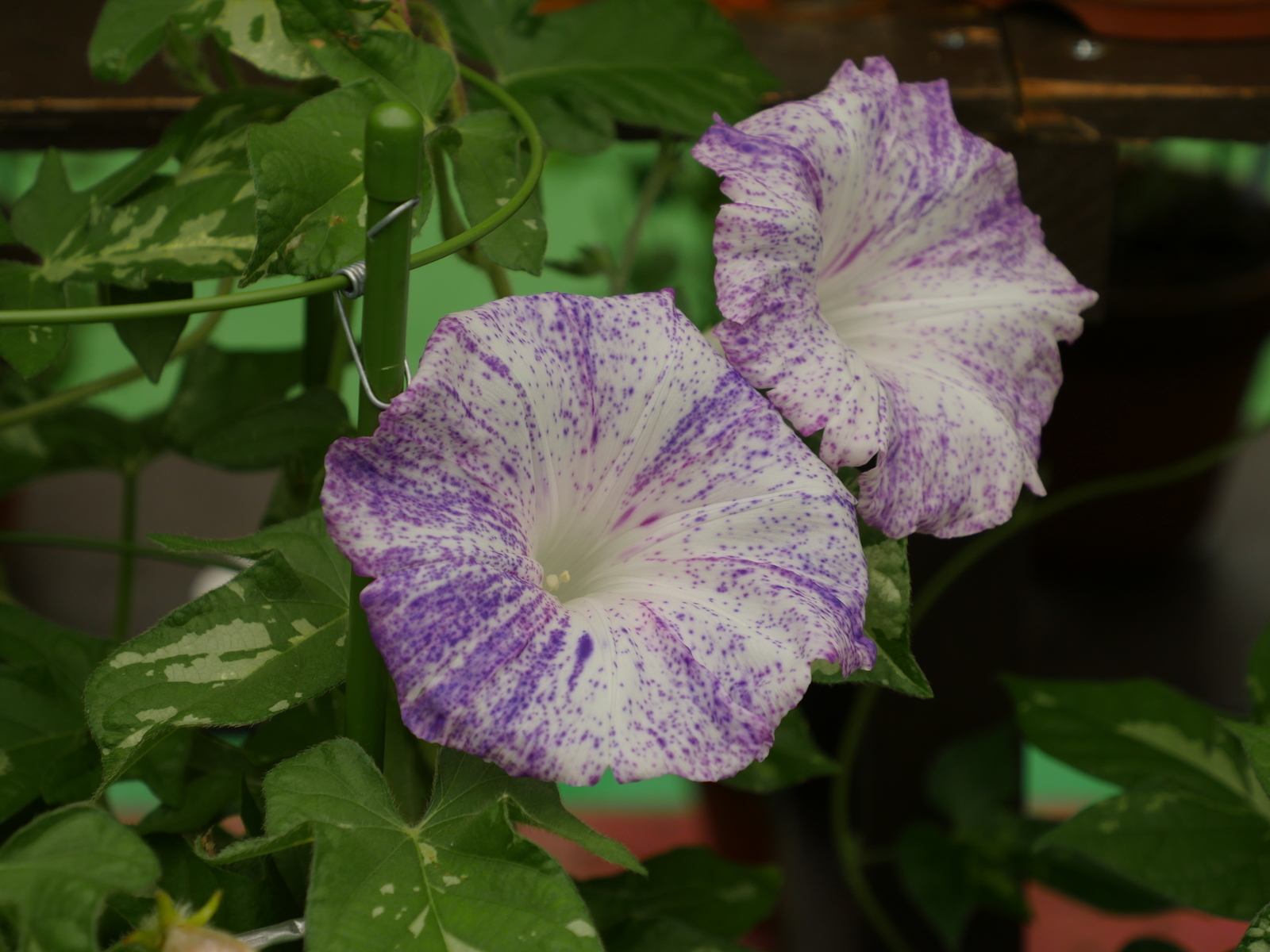 f:id:k10no3:20210802113118j:plain