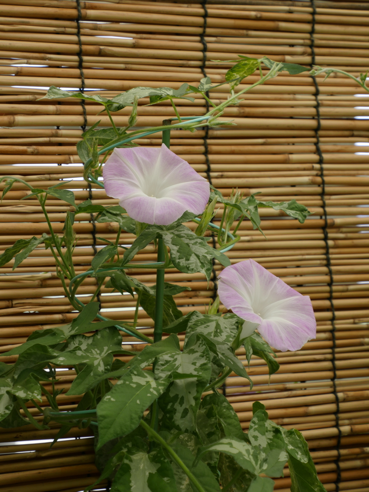 f:id:k10no3:20210802113235j:plain