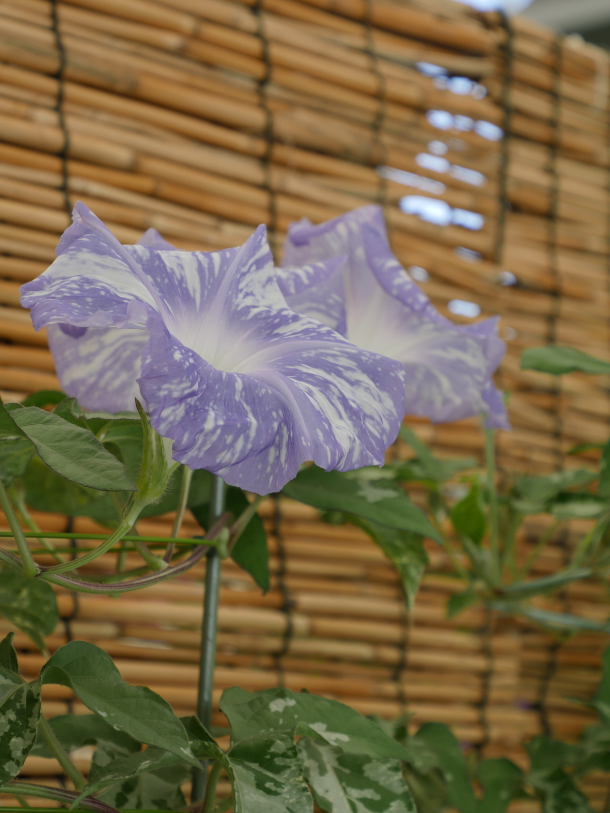 f:id:k10no3:20210802113427j:plain
